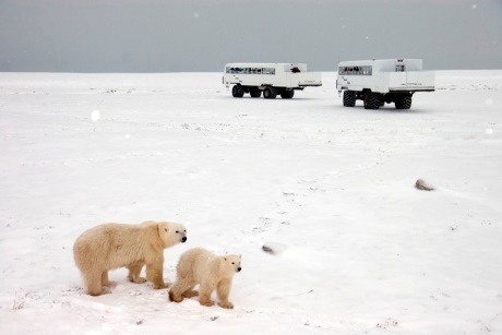 Polar bears in Canada 